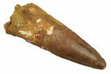 Fossil Spinosaurus Tooth - Real Dinosaur Tooth #258945-1